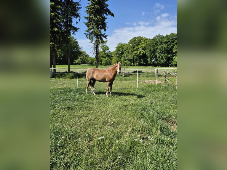 Deutsches Reitpony Wallach 18 Jahre 148 cm Dunkelfuchs in Zeven
