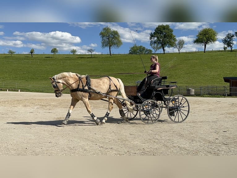 Deutsches Reitpony Wallach 18 Jahre 148 cm Palomino in Kematen an der Ybbs