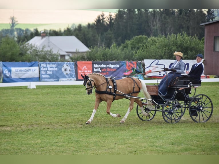 Deutsches Reitpony Wallach 18 Jahre 148 cm Palomino in Kematen an der Ybbs