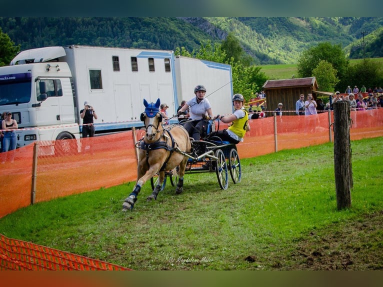 Deutsches Reitpony Wallach 18 Jahre 148 cm Palomino in Kematen an der Ybbs