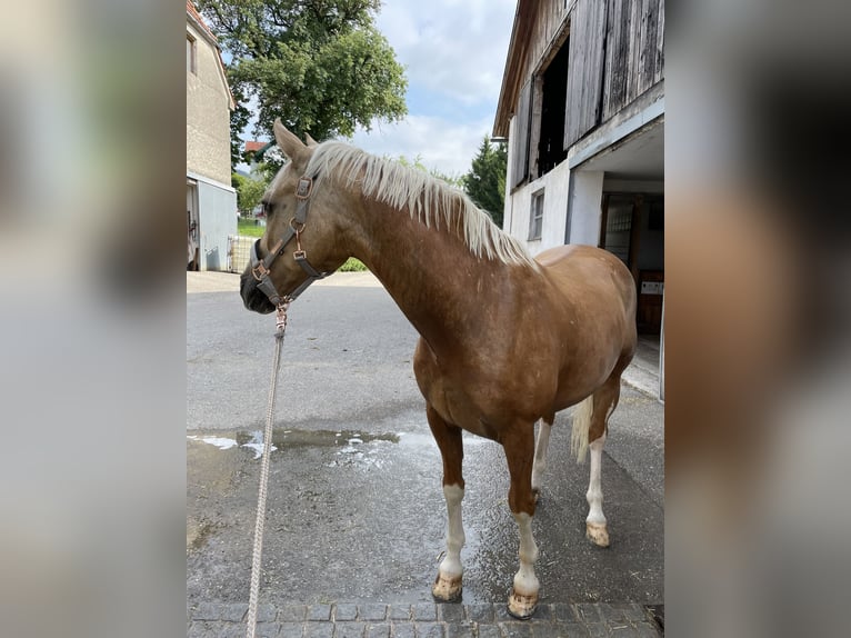 Deutsches Reitpony Wallach 18 Jahre 148 cm Palomino in Kematen an der Ybbs