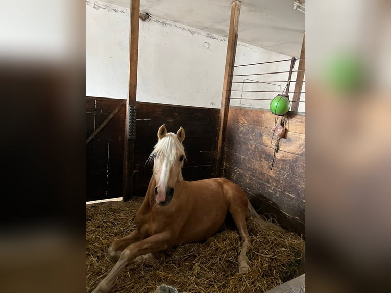 Deutsches Reitpony Wallach 18 Jahre 148 cm Palomino in Kematen an der Ybbs