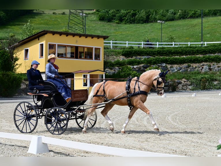 Deutsches Reitpony Wallach 18 Jahre 148 cm Palomino in Kematen an der Ybbs