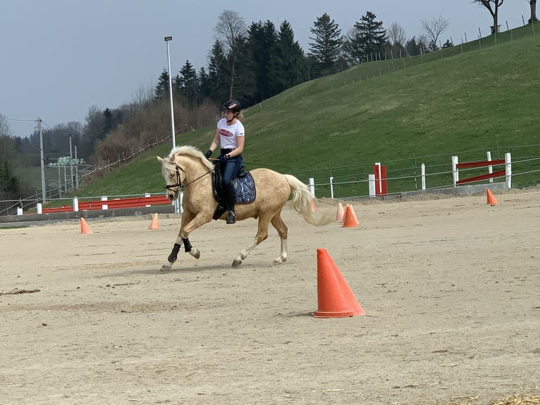 Deutsches Reitpony Wallach 18 Jahre 148 cm Palomino in Kematen an der Ybbs