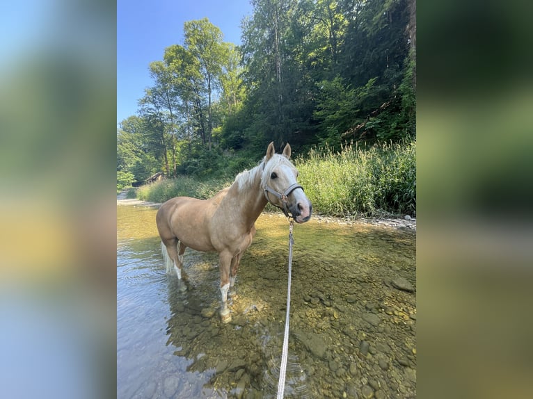 Deutsches Reitpony Wallach 18 Jahre 148 cm Palomino in Kematen an der Ybbs