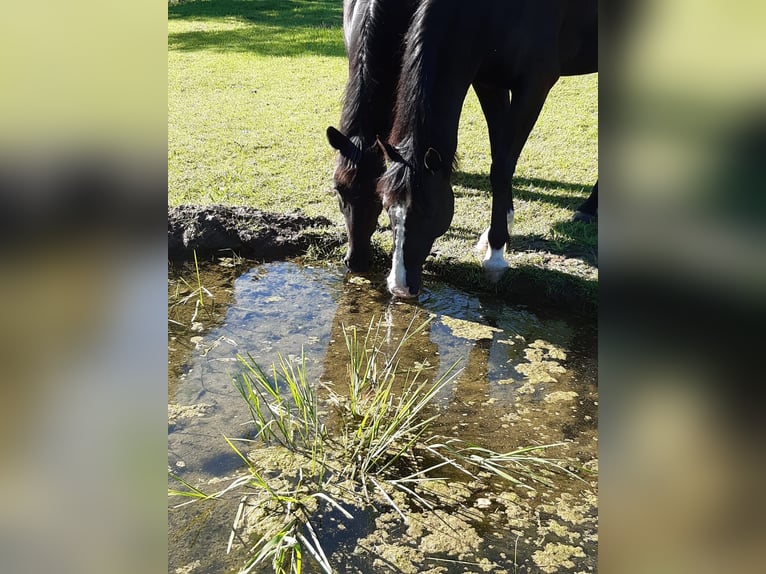 Deutsches Reitpony Wallach 18 Jahre 148 cm Rappe in Brand-Erbisdorf
