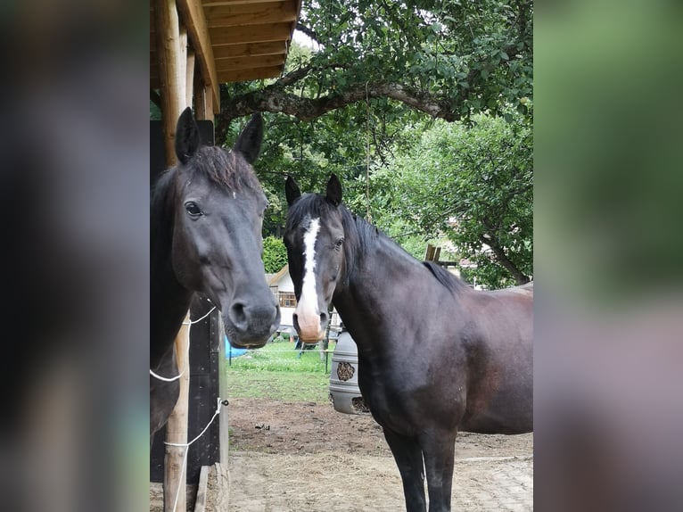 Deutsches Reitpony Wallach 18 Jahre 148 cm Rappe in Brand-Erbisdorf