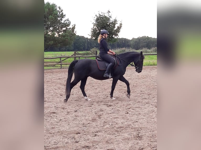 Deutsches Reitpony Wallach 18 Jahre 148 cm Rappe in Brand-Erbisdorf