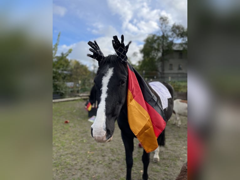 Deutsches Reitpony Wallach 18 Jahre 148 cm Rappe in Brand-Erbisdorf