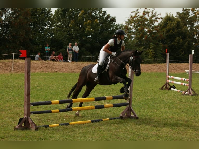 Deutsches Reitpony Wallach 18 Jahre 148 cm Rappe in Brand-Erbisdorf