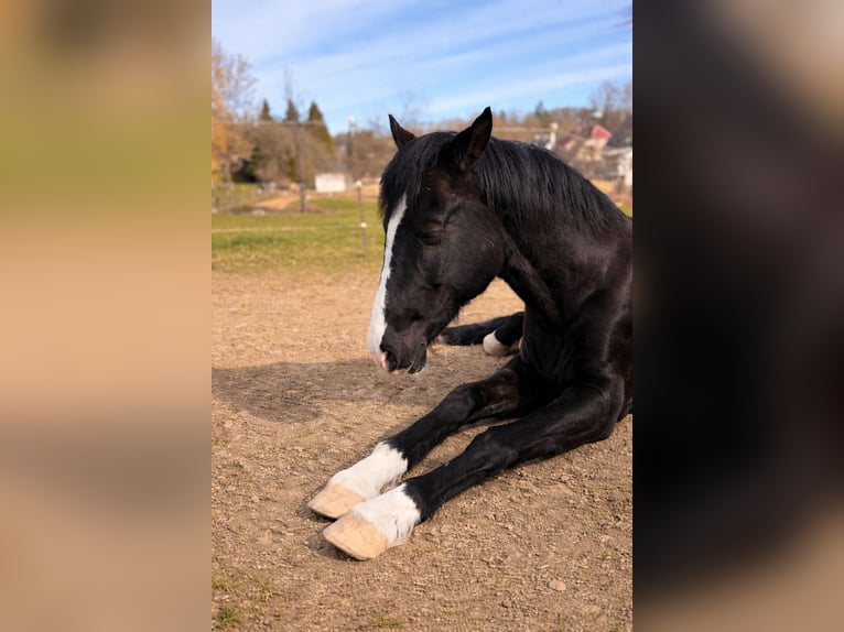 Deutsches Reitpony Wallach 18 Jahre 148 cm Rappe in Brand-Erbisdorf