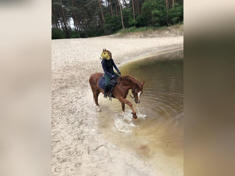 Deutsches Reitpony Wallach 18 Jahre 150 cm Fuchs in Coesfeld