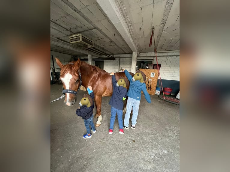 Deutsches Reitpony Wallach 18 Jahre 150 cm Fuchs in Coesfeld