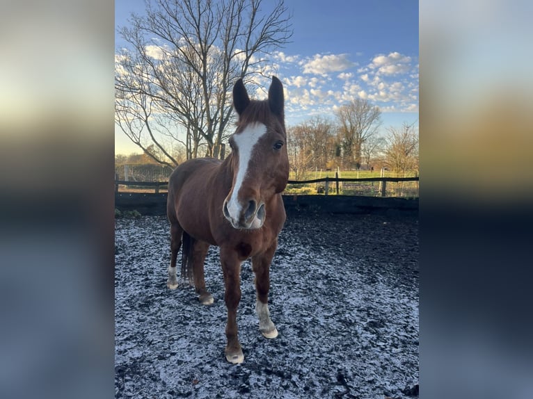 Deutsches Reitpony Wallach 18 Jahre 150 cm Fuchs in Coesfeld