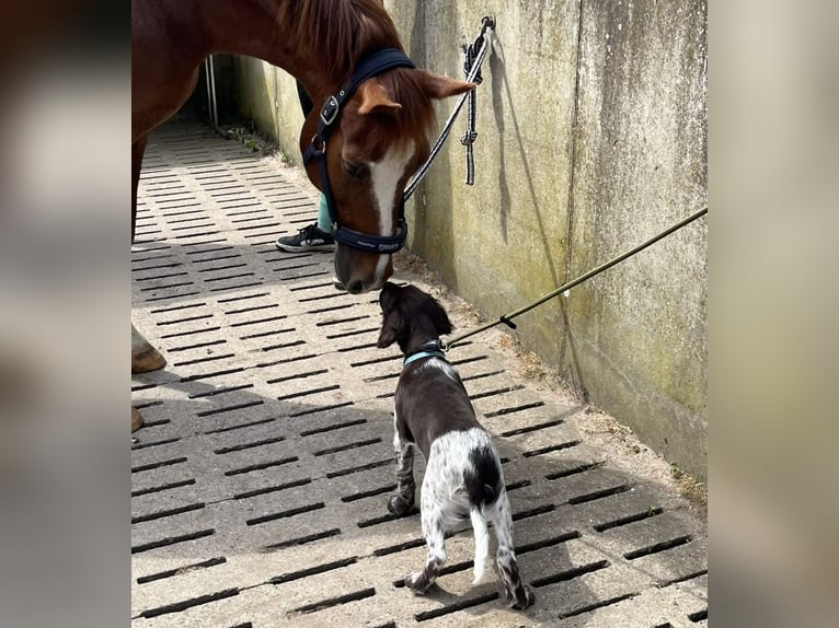 Deutsches Reitpony Wallach 18 Jahre 150 cm Fuchs in Coesfeld