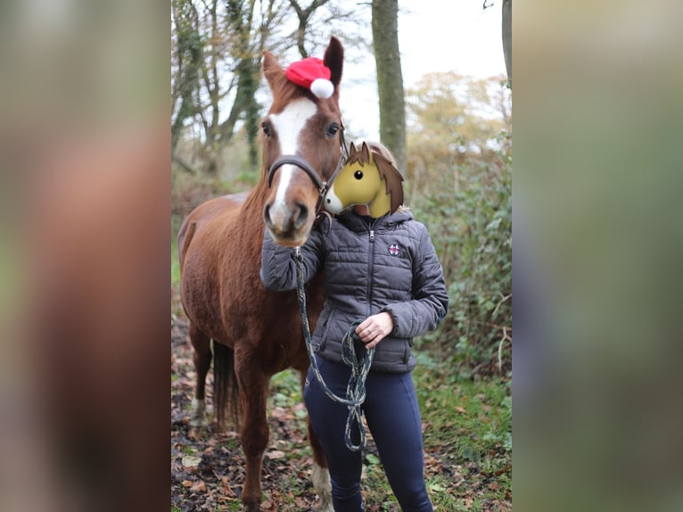 Deutsches Reitpony Wallach 18 Jahre 150 cm Fuchs in Coesfeld