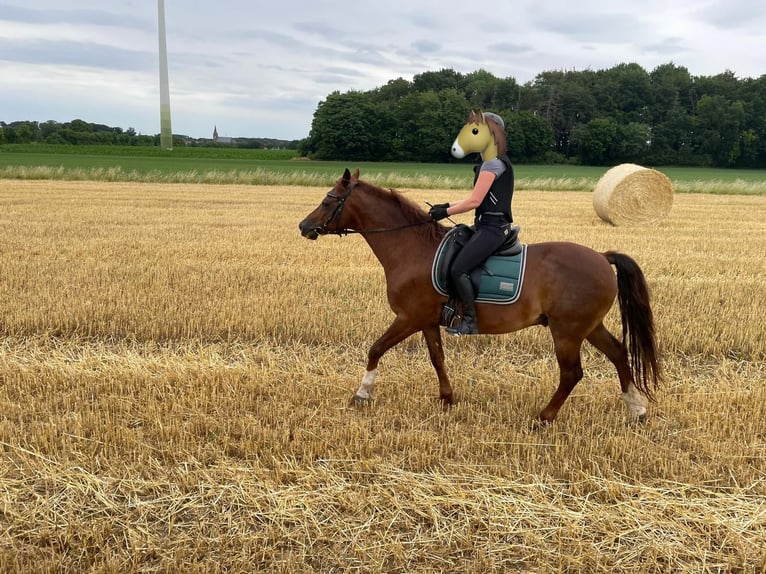 Deutsches Reitpony Wallach 18 Jahre 150 cm Fuchs in Coesfeld