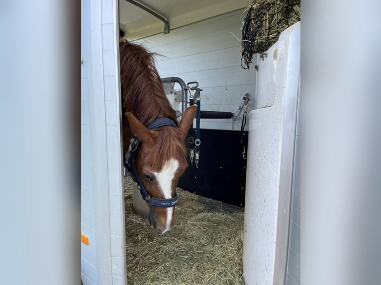 Deutsches Reitpony Wallach 18 Jahre 150 cm Fuchs in Coesfeld