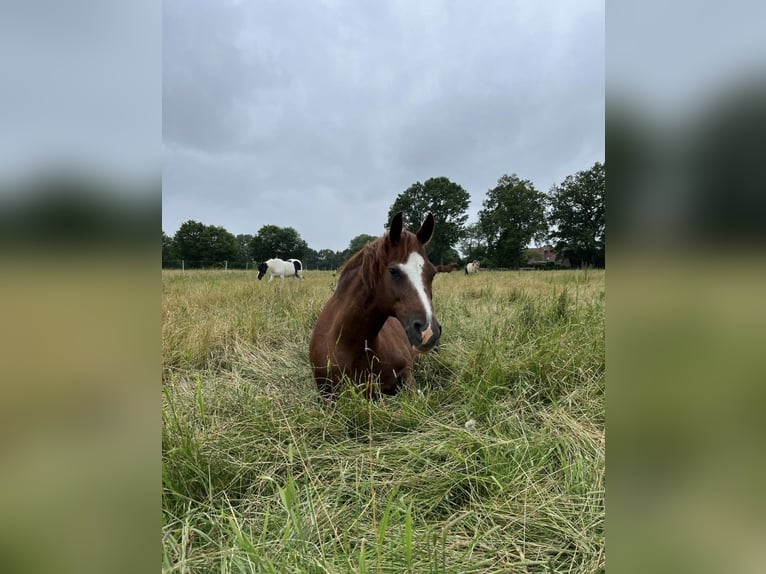 Deutsches Reitpony Wallach 18 Jahre 150 cm Fuchs in Coesfeld