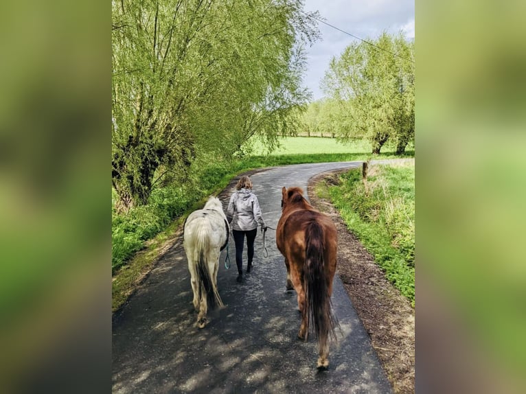 Deutsches Reitpony Wallach 18 Jahre 150 cm Fuchs in Coesfeld