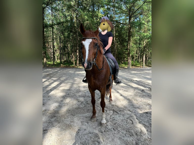 Deutsches Reitpony Wallach 18 Jahre 150 cm Fuchs in Coesfeld