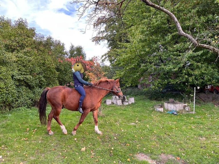 Deutsches Reitpony Wallach 18 Jahre 150 cm Fuchs in Coesfeld