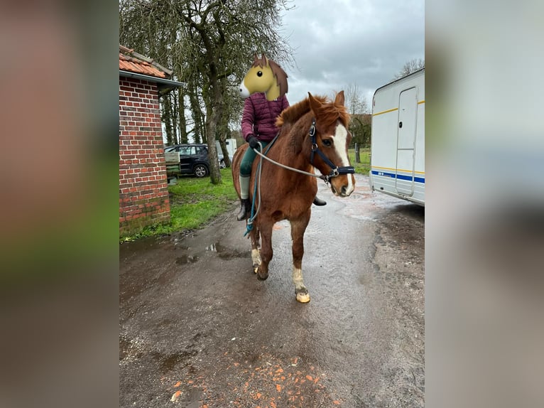 Deutsches Reitpony Wallach 18 Jahre 150 cm Fuchs in Coesfeld