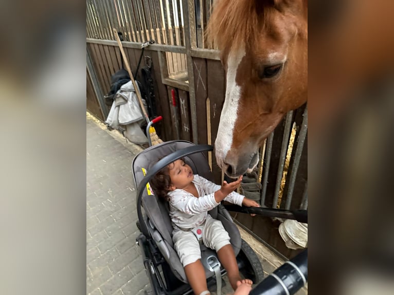 Deutsches Reitpony Wallach 18 Jahre 153 cm Fuchs in Fr&#xF6;ndenberg