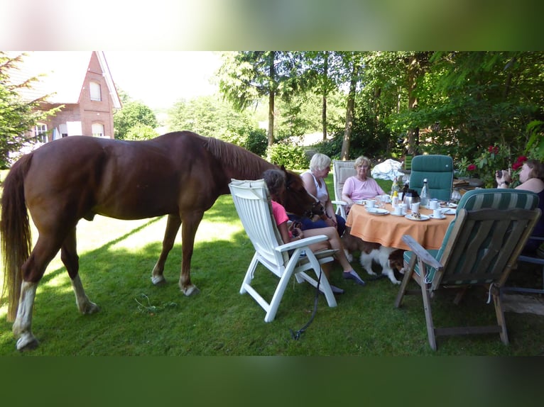 Deutsches Reitpony Wallach 18 Jahre 153 cm Fuchs in Fr&#xF6;ndenberg