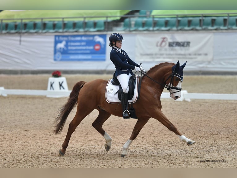 Deutsches Reitpony Wallach 18 Jahre 154 cm Fuchs in Troisdorf