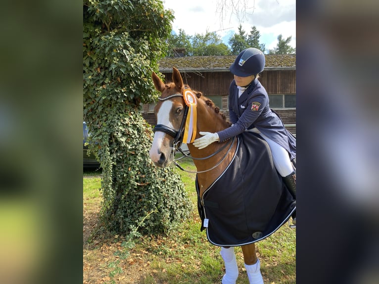 Deutsches Reitpony Wallach 18 Jahre 154 cm Fuchs in Troisdorf