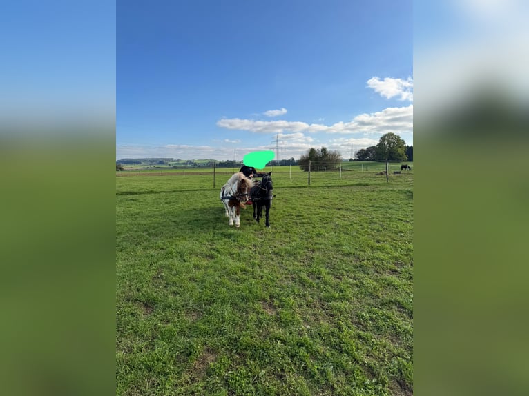 Deutsches Reitpony Wallach 18 Jahre 155 cm Brauner in Bad Wurzach Deutsches Reitpony Wallach 18 Jahre 155 cm Brauner in Bad Wurzach