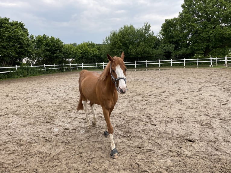 Deutsches Reitpony Wallach 18 Jahre 160 cm Fuchs in Bad Salzuflen