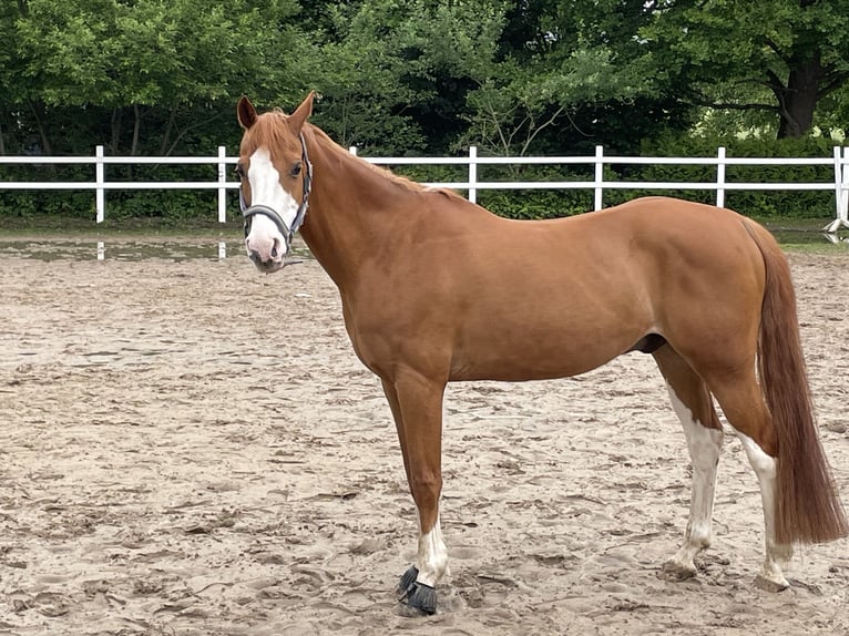 Deutsches Reitpony Wallach 18 Jahre 160 cm Fuchs in Bad Salzuflen
