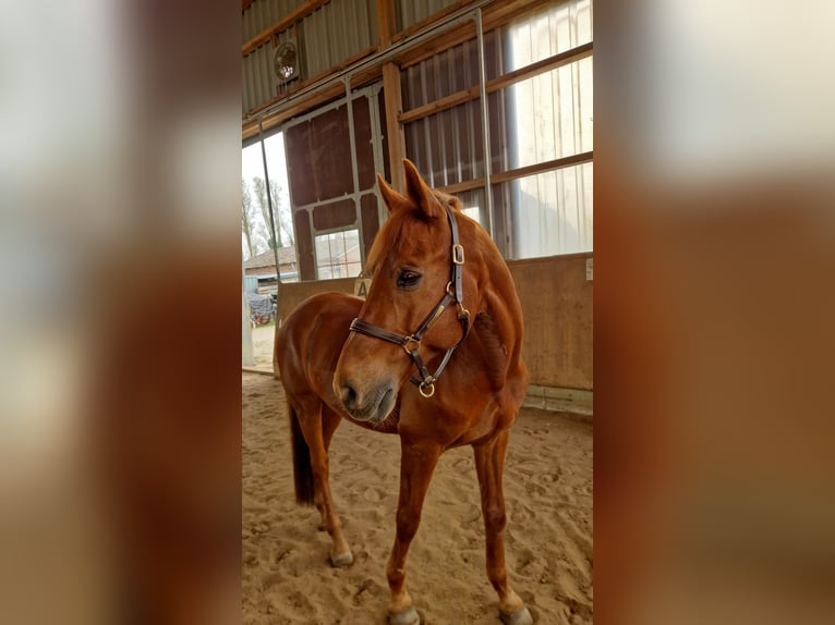 Deutsches Reitpony Wallach 18 Jahre in Hamburg Deutsches Reitpony Wallach 18 Jahre in Hamburg