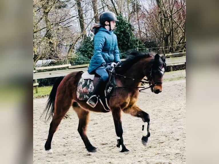 Deutsches Reitpony Wallach 19 Jahre 132 cm Dunkelfuchs in Sottrum