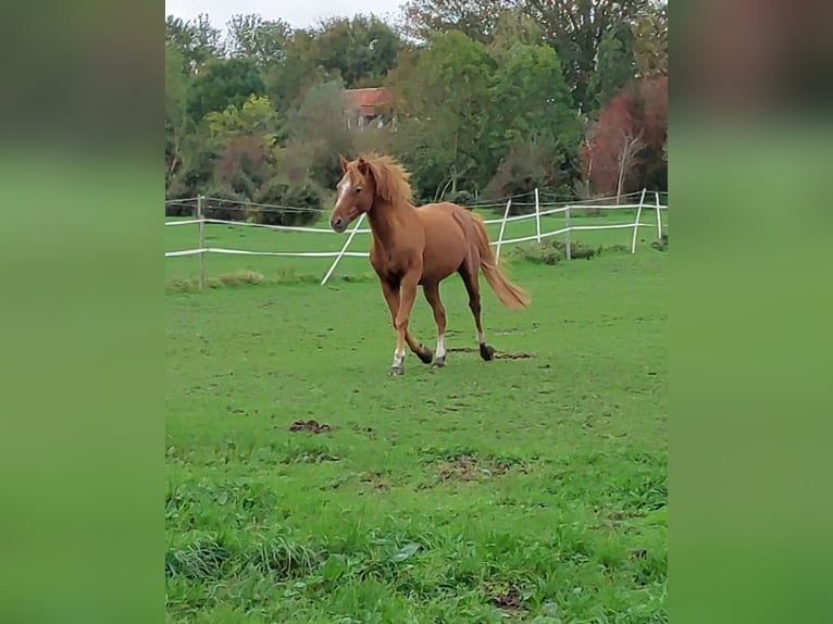 Deutsches Reitpony Wallach 19 Jahre 144 cm Fuchs in Tetenbüll