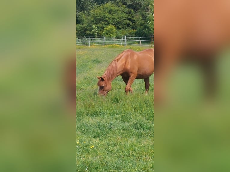 Deutsches Reitpony Wallach 19 Jahre 144 cm Fuchs in Tetenbüll