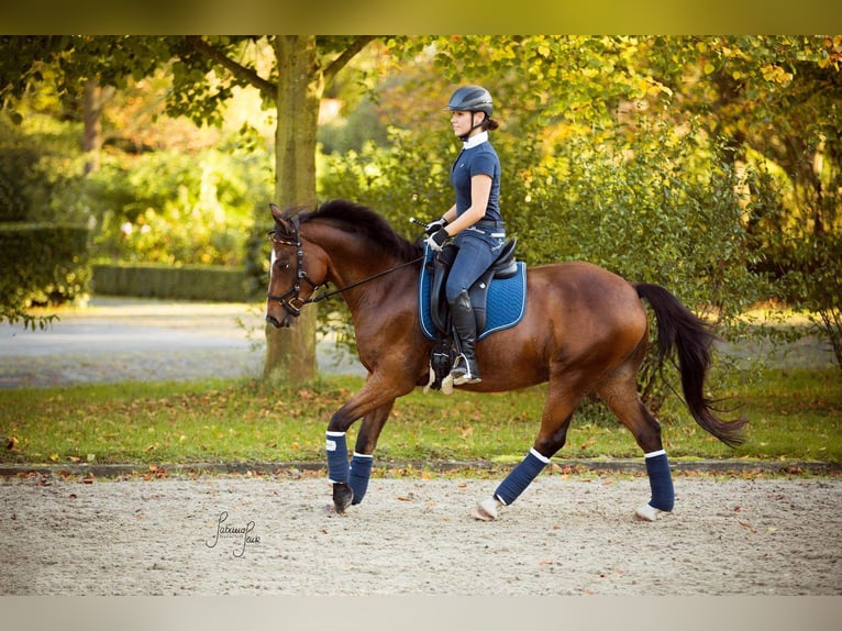 Deutsches Reitpony Wallach 19 Jahre 146 cm Brauner in Düsseldorf