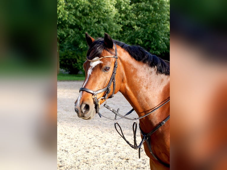 Deutsches Reitpony Wallach 19 Jahre 146 cm Brauner in Düsseldorf