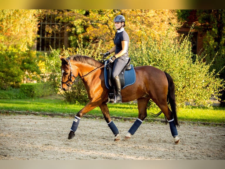 Deutsches Reitpony Wallach 19 Jahre 146 cm Brauner in Düsseldorf