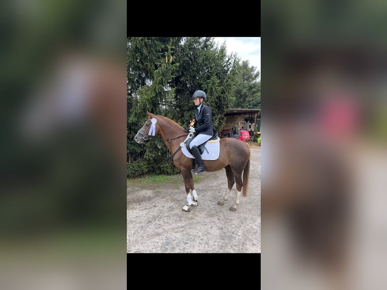 Deutsches Reitpony Wallach 19 Jahre 147 cm Dunkelfuchs in Bottrop