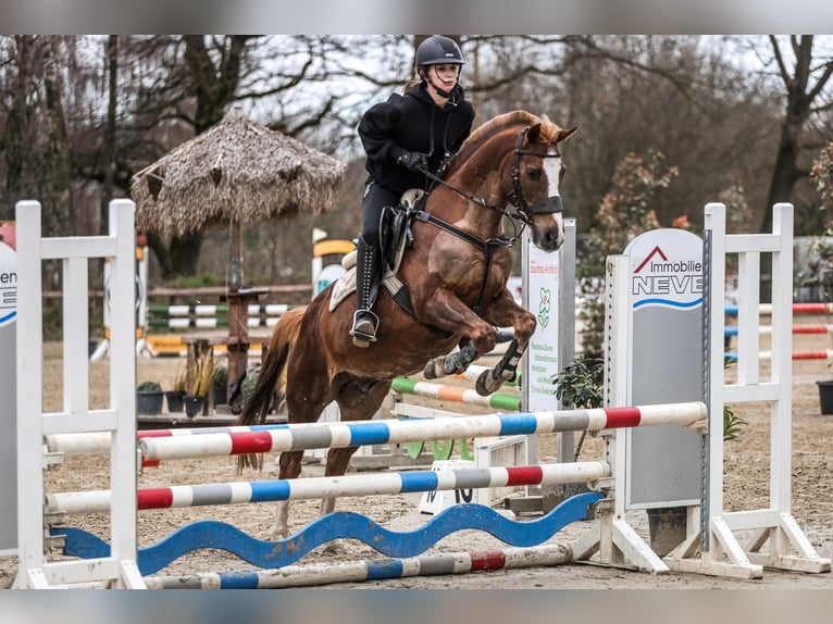 Deutsches Reitpony Wallach 19 Jahre 147 cm Dunkelfuchs in Bottrop