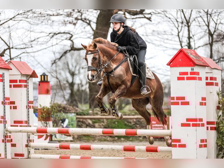 Deutsches Reitpony Wallach 19 Jahre 147 cm Dunkelfuchs in Bottrop
