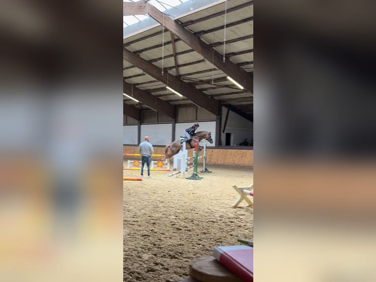 Deutsches Reitpony Wallach 19 Jahre 147 cm Dunkelfuchs in Bottrop