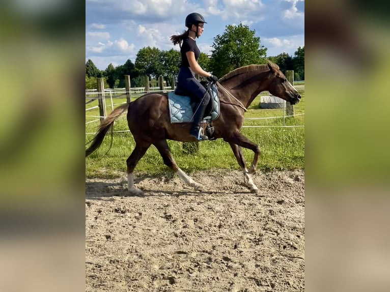 Deutsches Reitpony Wallach 19 Jahre 147 cm Dunkelfuchs in Bottrop