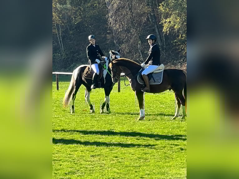 Deutsches Reitpony Wallach 19 Jahre 147 cm Dunkelfuchs in Bottrop