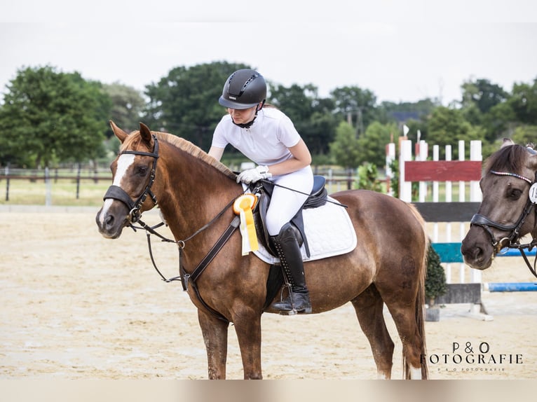 Deutsches Reitpony Wallach 19 Jahre 147 cm Dunkelfuchs in Bottrop