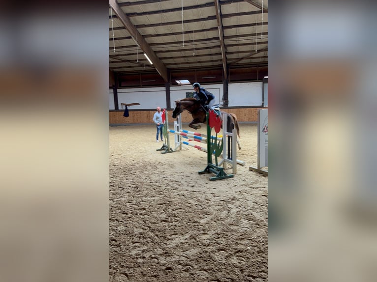Deutsches Reitpony Wallach 19 Jahre 147 cm Dunkelfuchs in Bottrop