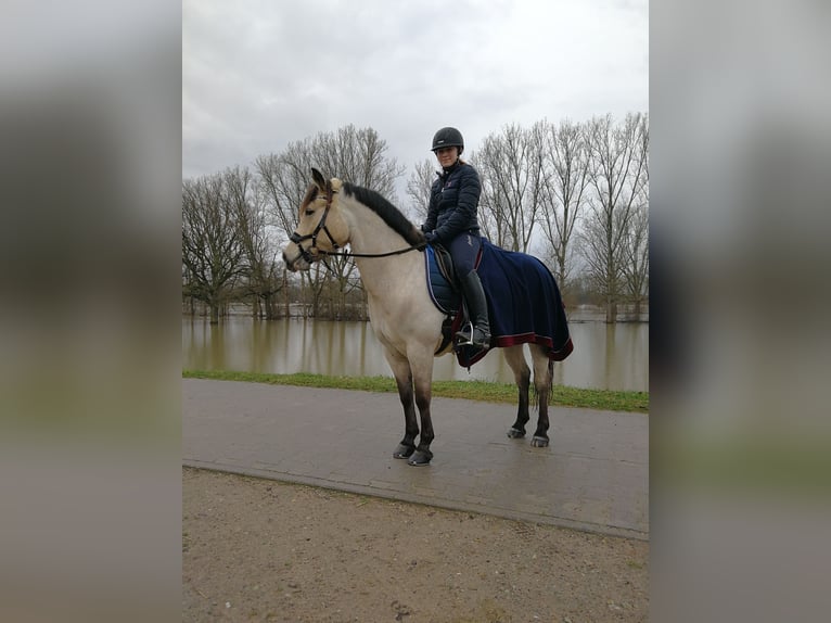 Deutsches Reitpony Wallach 19 Jahre 147 cm Falbe in Bechtheim